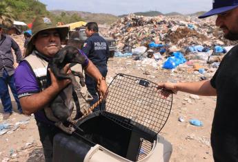 Rescatan perritos del basurón de Mazatlán