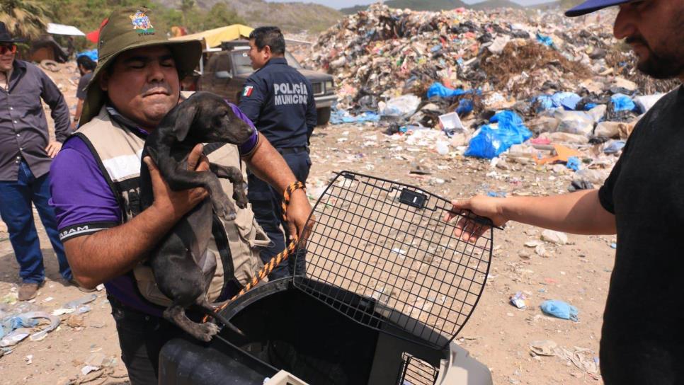 Rescatan perritos del basurón de Mazatlán