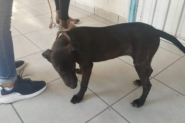 «Negrita» no fue abusada sexualmente; médico veterinario descarta agresión