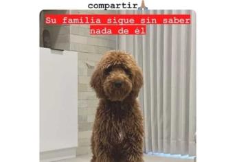 «Goose», el perrito perdido por el que ofrecieron mil dólares por encontrarlo