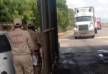 Camarón de Centroamérica golpea a pescadores de Sinaloa