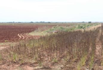 Activan Seguro Catastrófico en Sinaloa por la sequía