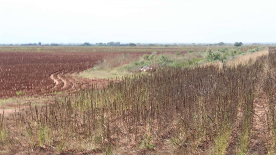 Activan Seguro Catastrófico en Sinaloa por la sequía