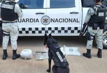 La unidad K9 de la Guardia Nacional logró asegurar droga en una paquetería  de Culiacán