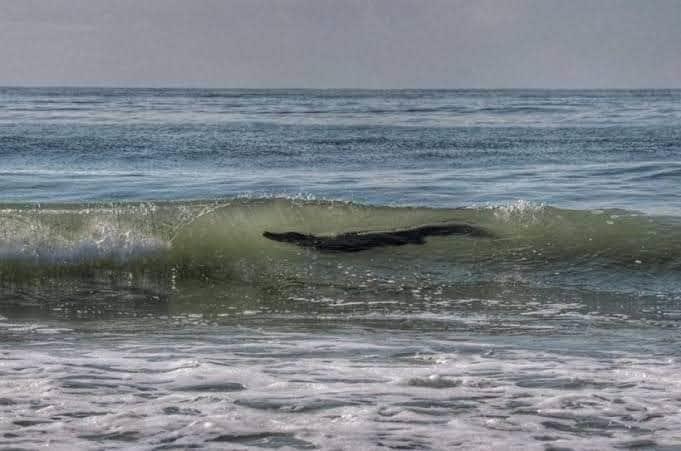 Captan cocodrilo de casi dos metros nadando en playas de Acapulco | VIDEO