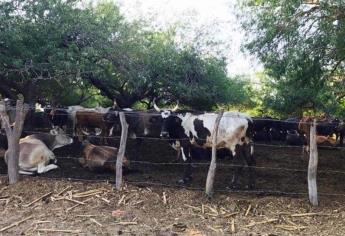 Detectan plaga de garrapatas en ganado de Sinaloa