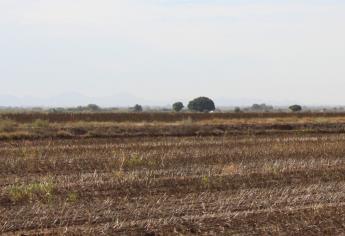 «Crisis por sequía en Sinaloa, todos la ven menos el Gobierno»: CAADES