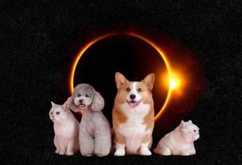 Eclipse Solar 2023: ¿cómo afectará a las mascotas?