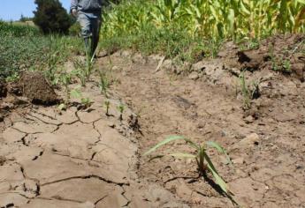 Sinaloa activa seguro catastrófico para temporal: Gobernador