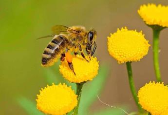 Donan abejas genéticamente mejoradas a apicultores de Ahome