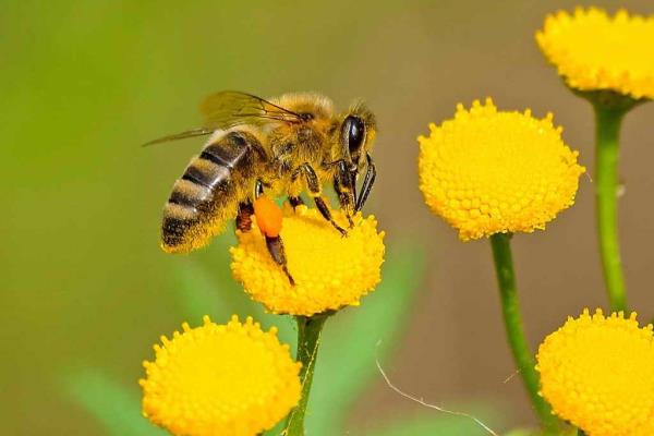 Donan abejas genéticamente mejoradas a apicultores de Ahome
