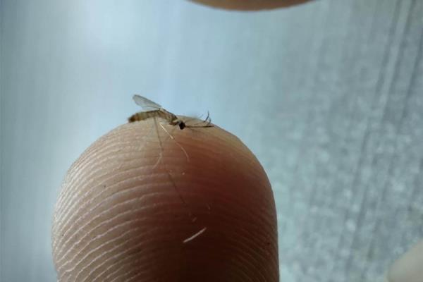 Detectan siete casos de dengue en la Higuera de Zaragoza