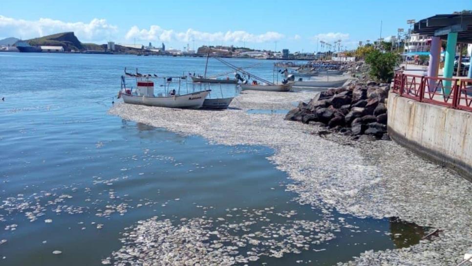 Pescadores rescatan a Topolobampo de la invasión de papa marina