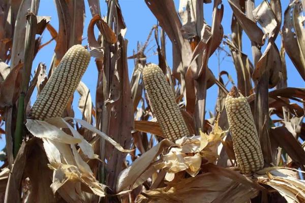 Sinaloa aspira a sembrar la mitad del maíz que sembró el año pasado 