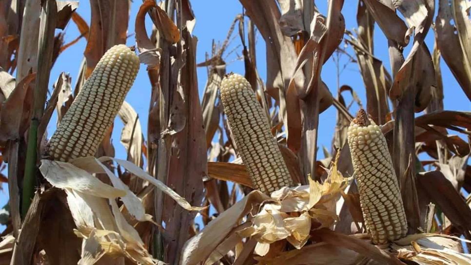 «Precio del maíz no está fijo, es un esquema de comercialización»: Campesinos Unidos de Sinaloa