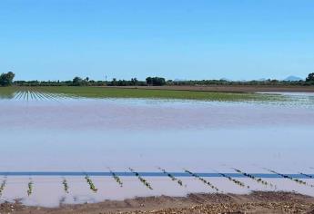 Tormenta Norma daña miles de hectáreas de estos cultivos en Sinaloa