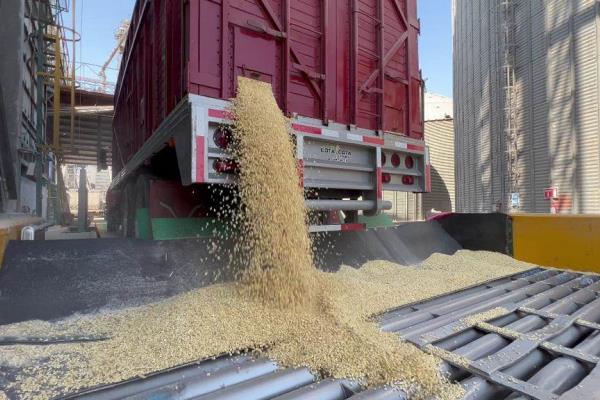 Precio del maíz será bajo para el próximo año