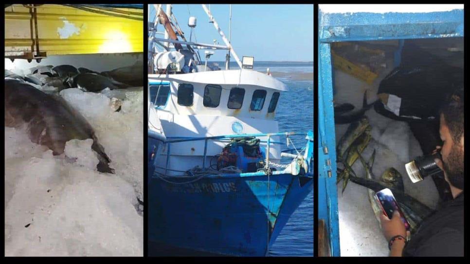 Retienen barco mazatleco en BCS con una tonelada de marlin, atún y dorado