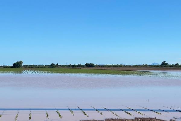 Aumentan cultivos dañados por la tormenta «Norma» en Sinaloa