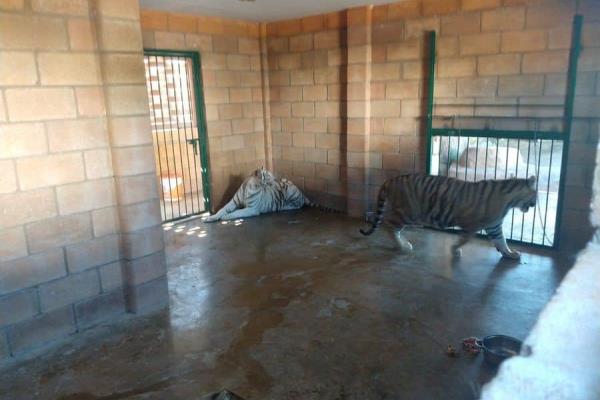 Aseguran 3 tigres de bengala tras cateos en Sinaloa
