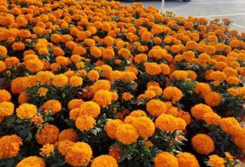 Cempasúchil: en qué estados se cultiva más esta flor representativa del Día de Muertos