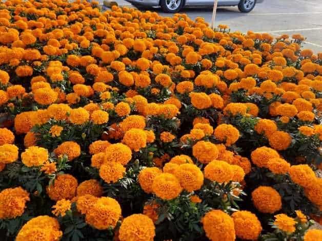 Cempasúchil: en qué estados se cultiva más esta flor representativa del Día de Muertos