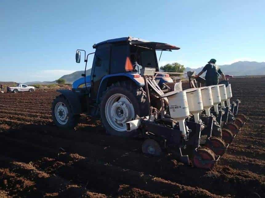 Autorizan siembra de sorgo para otoño-invierno en norte de Sinaloa