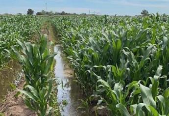 «Diputados ofrecieron ayudar al campo y nos traicionaron»: Campesinos