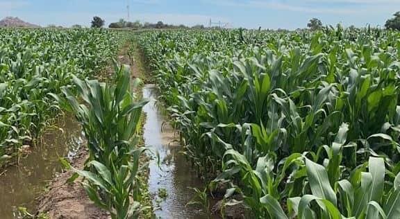 Activan fondo para créditos a Productores en Sinaloa