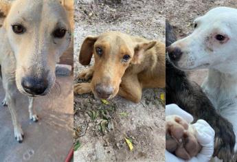 Fundación «Patitas con causa» denuncia intoxicación de mascotas por agua con agroquímicos