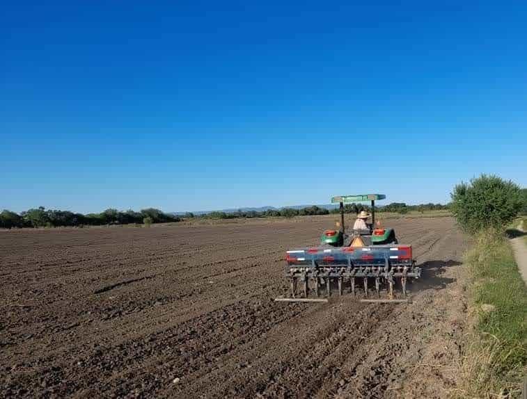 Vence el plazo de siembra de frijol en Sinaloa