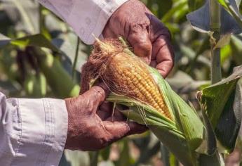 Agricultores advierten problemas de comercialización por presupuesto 2024