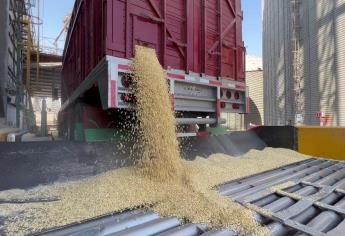 El precio del maíz pierde 3 dólares en la Bolsa de Chicago