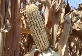 Exportaciones de maíz en EE. UU. incrementan un 81% 