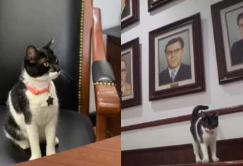 Cruella: la gatita más famosa que maúlla y se codea con políticos en Sinaloa