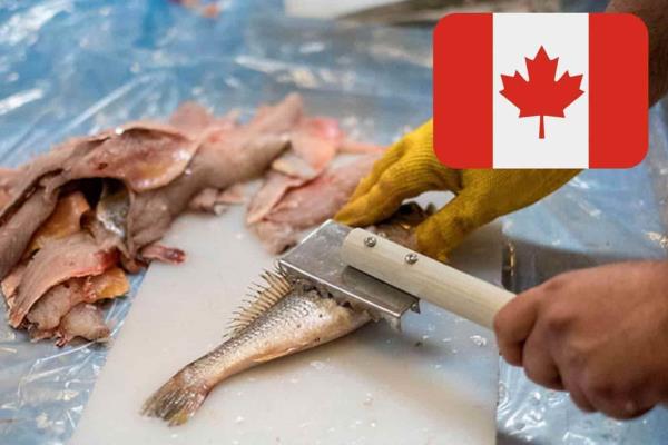 Empleo en Canadá ofrece $20 mil al mes sin necesidad de estudios ni inglés; aquí los requisitos