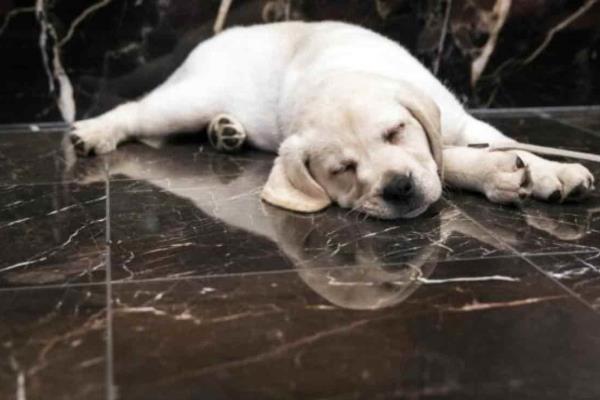 Perros en Estados Unidos sufren misteriosa enfermedad respiratoria - estos son los síntomas