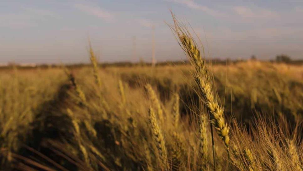 Trigo de Sinaloa, en la fecha óptima de siembra