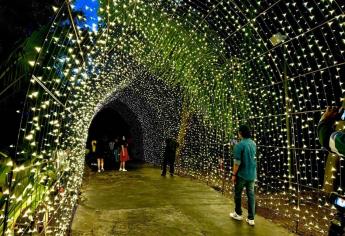 ¡Llegó la Navidad al Jardín Botánico! Cientos de luces iluminan la naturaleza