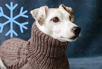 ¿Cómo cuidar a tu mascota del frío? Tips y consejos a seguir