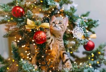 ¿Qué le pasa a tu gato si se come el árbol de Navidad? Consejos para evitarlo