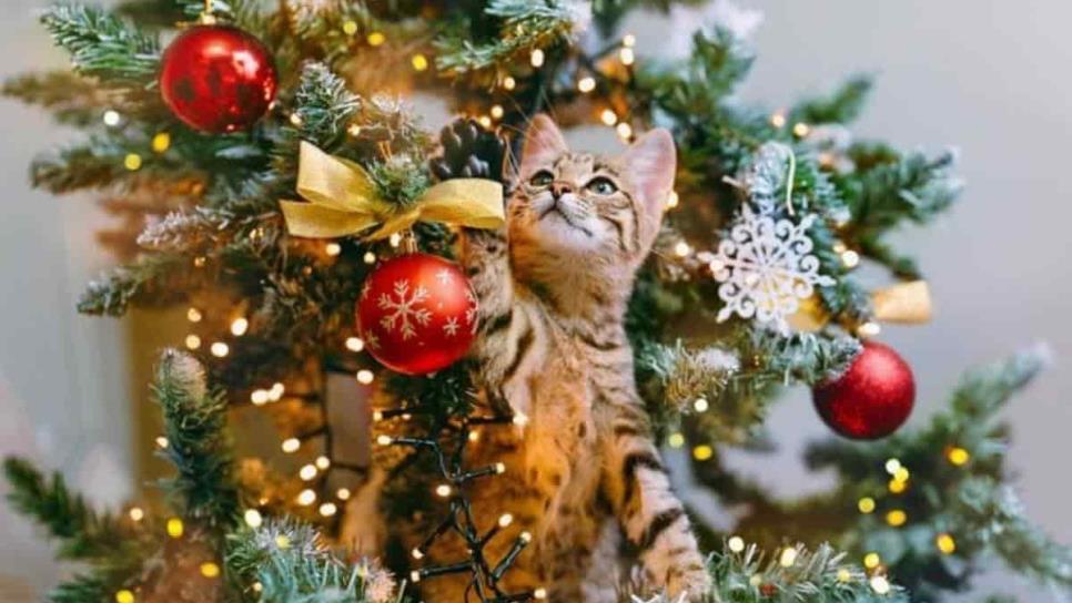 ¿Qué le pasa a tu gato si se come el árbol de Navidad? Consejos para evitarlo