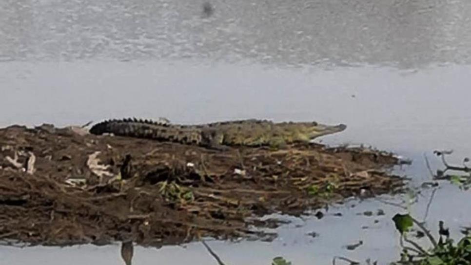 Avistan cocodrilo en el sector Tres Ríos de Culiacán