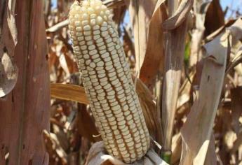 Productores de Sinaloa piden 6,965 pesos por tonelada de maíz