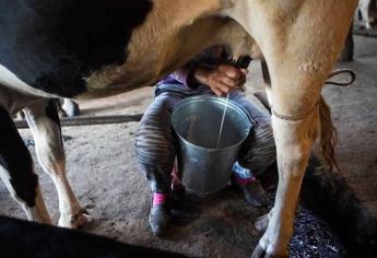 ¡Por los Suelos! Precio de la leche en Sinaloa preocupa a ganaderos 