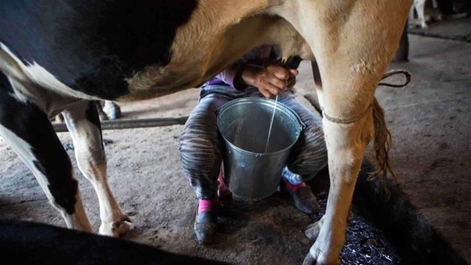 ¡Por los Suelos! Precio de la leche en Sinaloa preocupa a ganaderos 