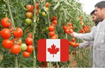 Canadá lanza empleo con sueldo de hasta 68 mil pesos al mes, conoce los requisitos