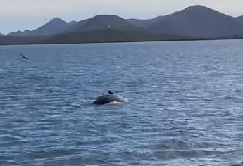 Paseo por la bahía de Topolobampo; conoce los precios para visitar al Pechocho