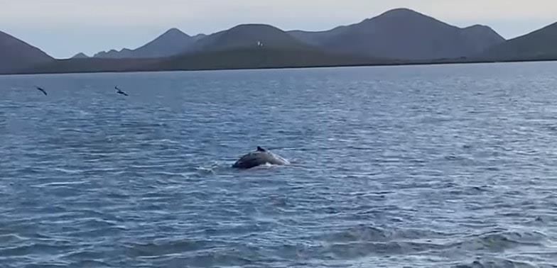 Avistan cría de ballena en la bahía de Topolobampo y sorprende a turistas