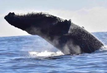 Ballenas 2024-2025: estos son los mejores destinos para ver a esta hermosa especie marina